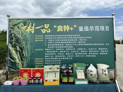 毛云鄉發展“三個農業”點燃產業希望，初級農產品煥發新活力